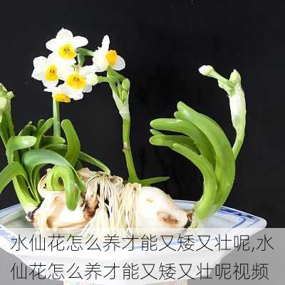 水仙花怎么养才能又矮又壮呢,水仙花怎么养才能又矮又壮呢视频