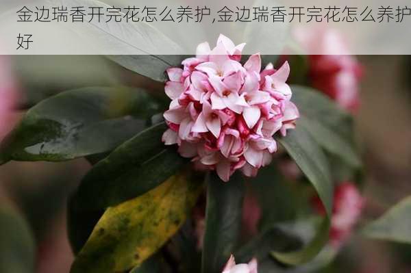 金边瑞香开完花怎么养护,金边瑞香开完花怎么养护好