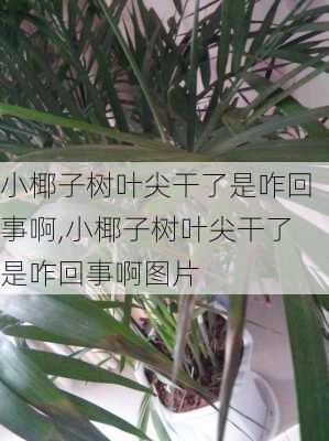 小椰子树叶尖干了是咋回事啊,小椰子树叶尖干了是咋回事啊图片