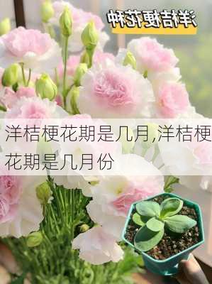 洋桔梗花期是几月,洋桔梗花期是几月份