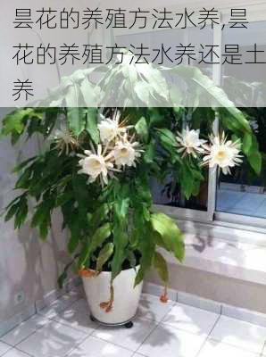 昙花的养殖方法水养,昙花的养殖方法水养还是土养