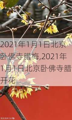 2021年1月1日北京卧佛寺腊梅,2021年1月1日北京卧佛寺腊梅开花