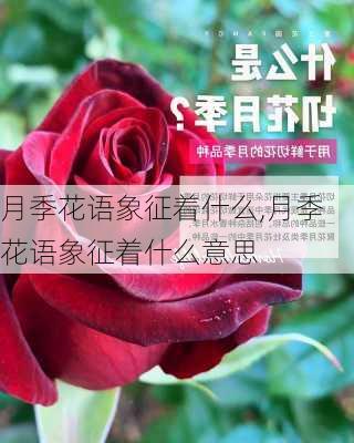 月季花语象征着什么,月季花语象征着什么意思