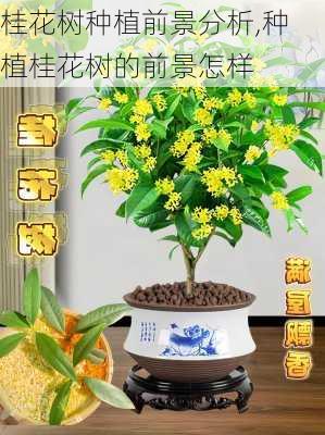 桂花树种植前景分析,种植桂花树的前景怎样