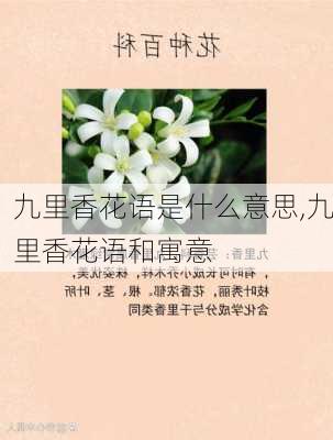 九里香花语是什么意思,九里香花语和寓意