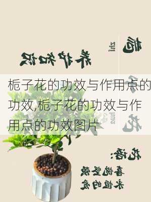 栀子花的功效与作用点的功效,栀子花的功效与作用点的功效图片