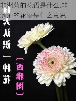 非洲菊的花语是什么,非洲菊的花语是什么意思