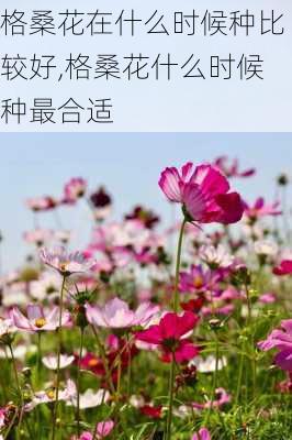 格桑花在什么时候种比较好,格桑花什么时候种最合适