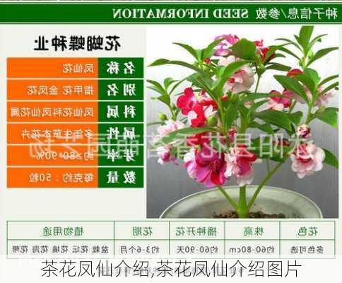 茶花凤仙介绍,茶花凤仙介绍图片