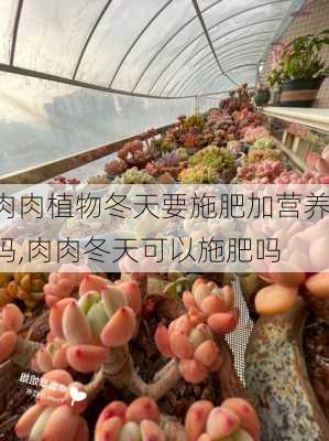 肉肉植物冬天要施肥加营养吗,肉肉冬天可以施肥吗