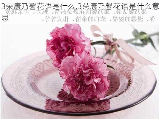 3朵康乃馨花语是什么,3朵康乃馨花语是什么意思