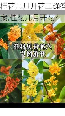 桂花几月开花正确答案,桂花几月开花?