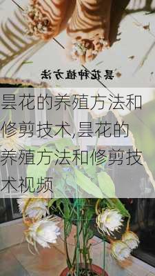 昙花的养殖方法和修剪技术,昙花的养殖方法和修剪技术视频