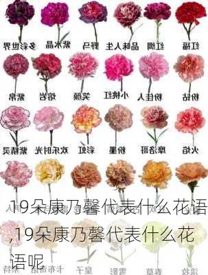 19朵康乃馨代表什么花语,19朵康乃馨代表什么花语呢