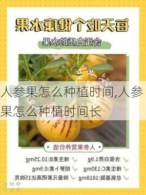 人参果怎么种植时间,人参果怎么种植时间长