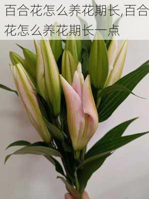 百合花怎么养花期长,百合花怎么养花期长一点