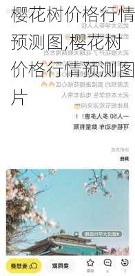 樱花树价格行情预测图,樱花树价格行情预测图片