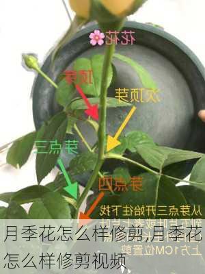 月季花怎么样修剪,月季花怎么样修剪视频