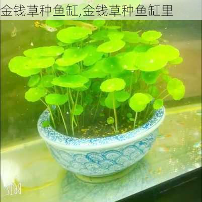 金钱草种鱼缸,金钱草种鱼缸里