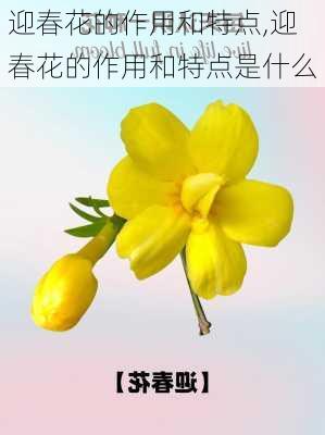 迎春花的作用和特点,迎春花的作用和特点是什么