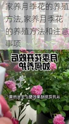 家养月季花的养殖方法,家养月季花的养殖方法和注意事项