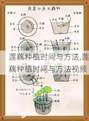 莲藕种植时间与方法,莲藕种植时间与方法视频