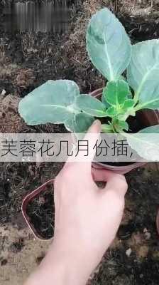 芙蓉花几月份插,