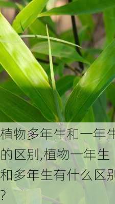 植物多年生和一年生的区别,植物一年生和多年生有什么区别?