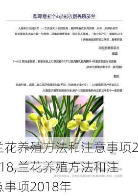 兰花养殖方法和注意事项2018,兰花养殖方法和注意事项2018年