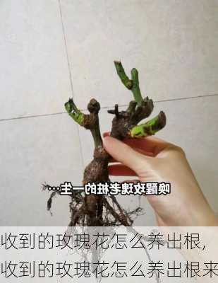 收到的玫瑰花怎么养出根,收到的玫瑰花怎么养出根来