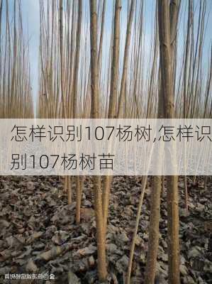 怎样识别107杨树,怎样识别107杨树苗