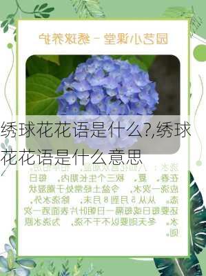 绣球花花语是什么?,绣球花花语是什么意思