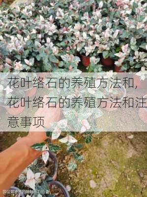 花叶络石的养殖方法和,花叶络石的养殖方法和注意事项