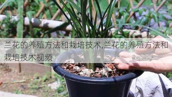 兰花的养殖方法和栽培技术,兰花的养殖方法和栽培技术视频