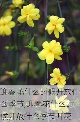 迎春花什么时候开放什么季节,迎春花什么时候开放什么季节开花