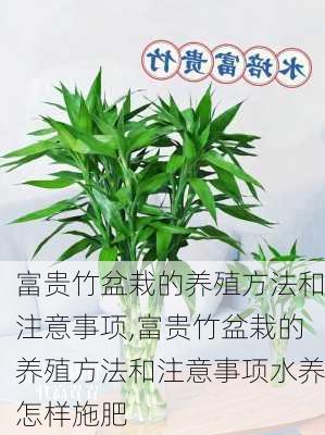 富贵竹盆栽的养殖方法和注意事项,富贵竹盆栽的养殖方法和注意事项水养怎样施肥