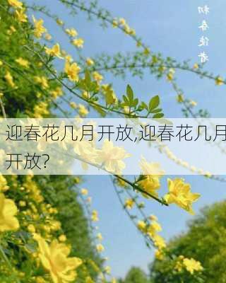 迎春花几月开放,迎春花几月开放?