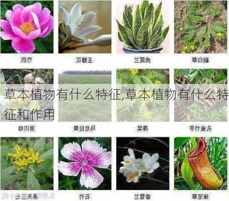 草本植物有什么特征,草本植物有什么特征和作用