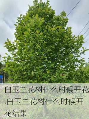 白玉兰花树什么时候开花,白玉兰花树什么时候开花结果