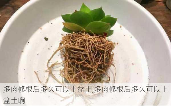 多肉修根后多久可以上盆土,多肉修根后多久可以上盆土啊