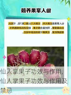 仙人掌果子功效与作用,仙人掌果子功效与作用及禁忌