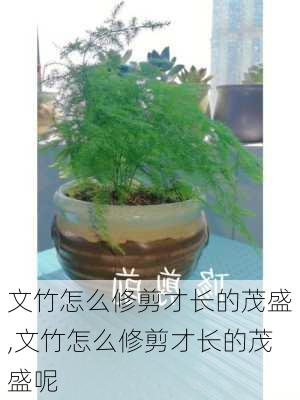 文竹怎么修剪才长的茂盛,文竹怎么修剪才长的茂盛呢