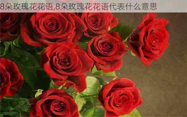 8朵玫瑰花花语,8朵玫瑰花花语代表什么意思