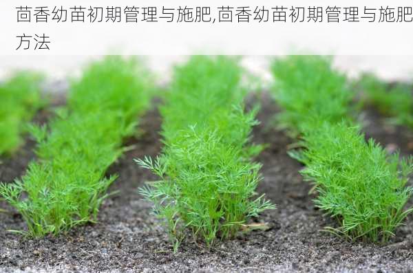 茴香幼苗初期管理与施肥,茴香幼苗初期管理与施肥方法