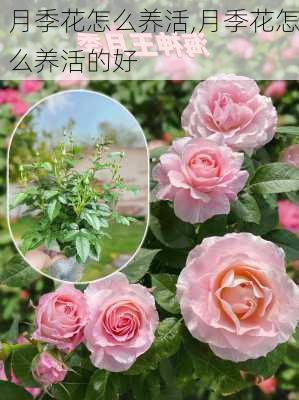 月季花怎么养活,月季花怎么养活的好