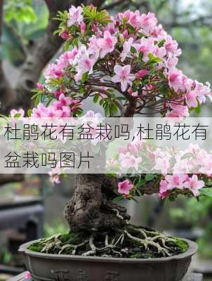 杜鹃花有盆栽吗,杜鹃花有盆栽吗图片