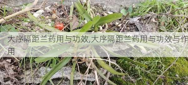 大序隔距兰药用与功效,大序隔距兰药用与功效与作用