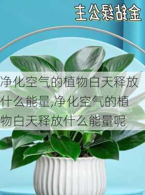 净化空气的植物白天释放什么能量,净化空气的植物白天释放什么能量呢