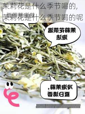 茉莉花是什么季节喝的,茉莉花是什么季节喝的呢