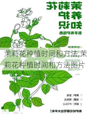 茉莉花种植时间和方法,茉莉花种植时间和方法图片